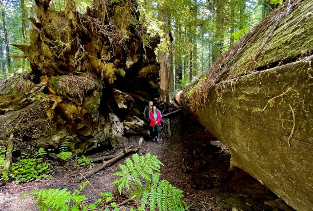 Redwood National Park: 3-Day Immersive Experience